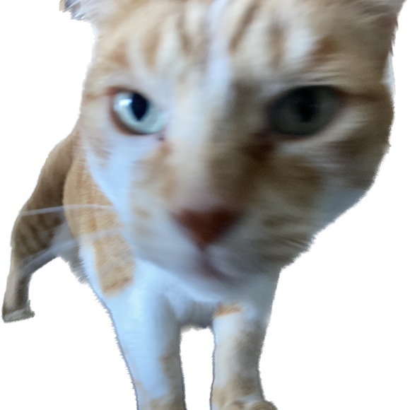 Meet your Posher, Claudia - Picture 1 of 1